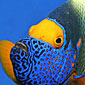 Fish Catalogue