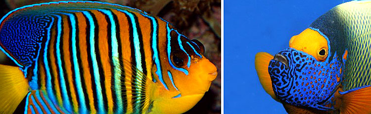 Pomacanthidae - Angel Fish Maldives Aquarium Fish Exporter