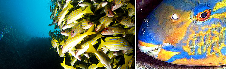 Tropical Marine Fish Maldives Aquarium Fish Exporter