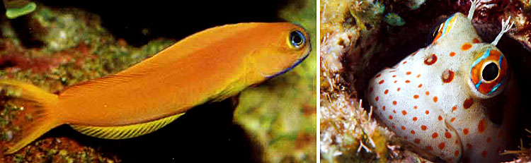 Blenniidae - Blennies Maldives Aquarium Fish Exporter