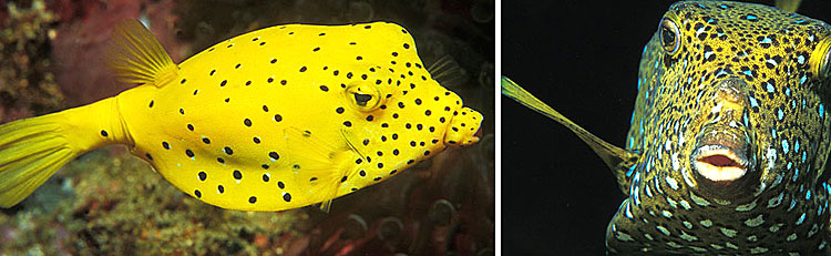 Ostraciidae- Boxfish Maldives Aquarium Fish Exporter