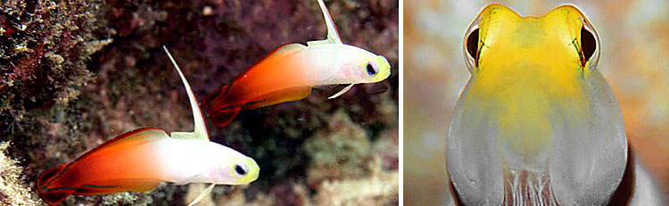 Gobiidae - Gobies, Dartfish Maldives Aquarium Fish Exporter