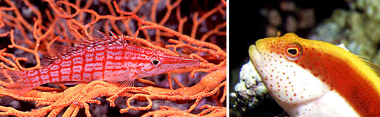 Callionymida - Hawkfish Maldives Aquarium Fish Exporter