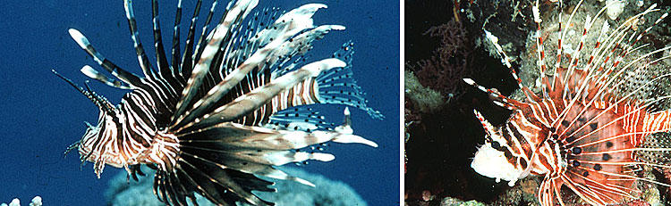 Scorpaenidae - Lionfish Scorpionfish Maldives Aquarium Fish Exporter