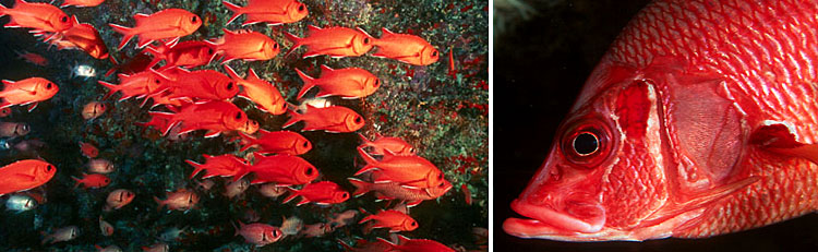Holocentridae Holocentrus   Squirrelfish - Soldierfish Maldives Aquarium Fish Exporter