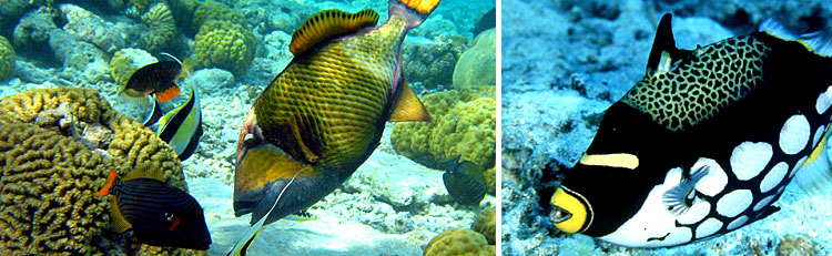 Balistidae - Triggerfish Maldives Aquarium Fish Exporter