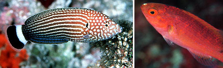 Labridae -Wrasse Maldives Aquarium Fish Exporter